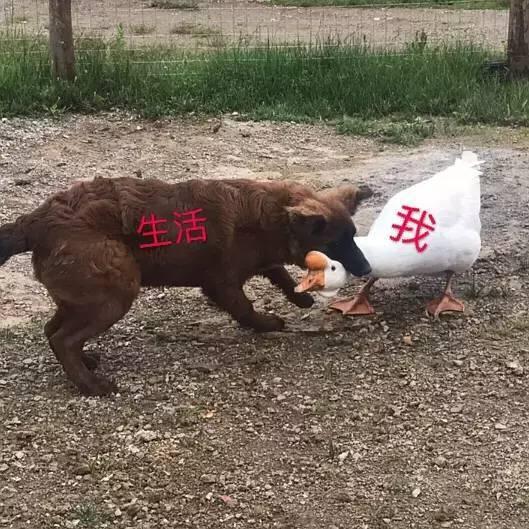 患抑鬱單親女孩「帶媽媽進深山」過田園生活　鼓起勇氣人生「正重新開始」
