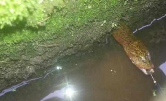男子承包魚塘，在裡面發現活了30年的「魚王」！土豪用100000將其買下