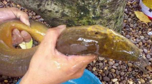男子承包魚塘，在裡面發現活了30年的「魚王」！土豪用100000將其買下