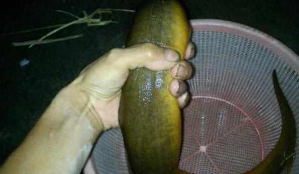男子承包魚塘，在裡面發現活了30年的「魚王」！土豪用100000將其買下