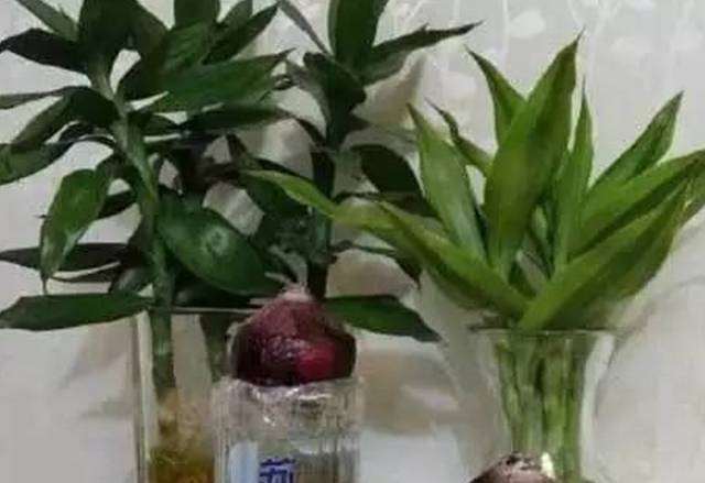她把小蘇打「塗在腋下」神奇的事情發生了「原來小蘇打還有很多妙用」超實用的