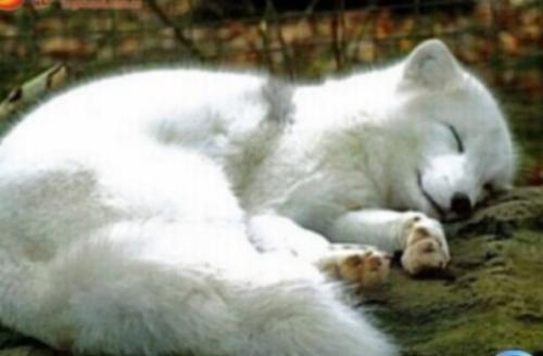 老太救了只白狐,白狐卻說她會窮五代,老太靈機一動,從此不缺錢花