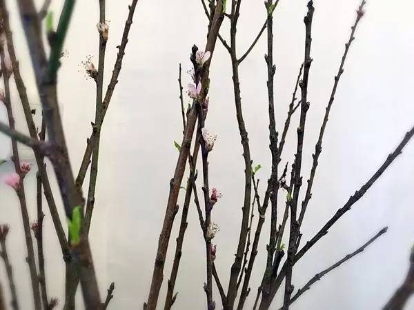 想省錢90後女子「大膽租下7千元舊屋」　神改造讓網友喊：拜託租給我