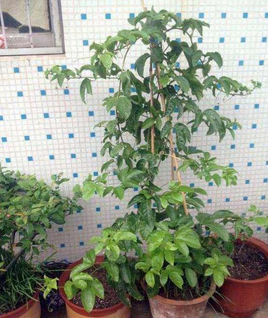 家裡種百香果「只開花不結果」教你一個小方法，十五天就掛果了