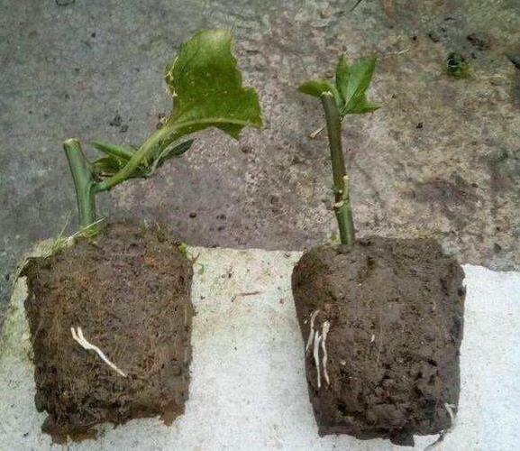 家裡種百香果「只開花不結果」教你一個小方法，十五天就掛果了