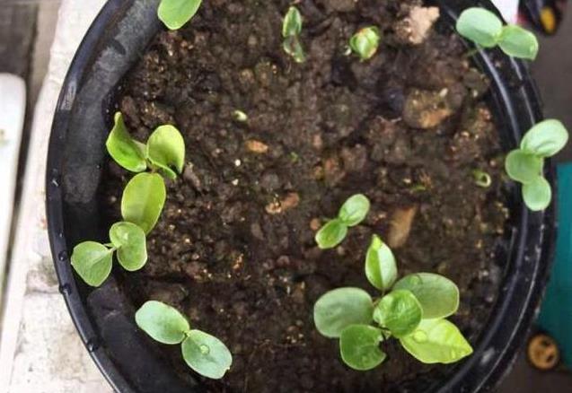 家裡種百香果「只開花不結果」教你一個小方法，十五天就掛果了
