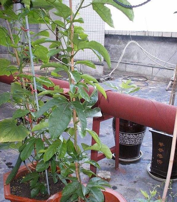 家裡種百香果「只開花不結果」教你一個小方法，十五天就掛果了