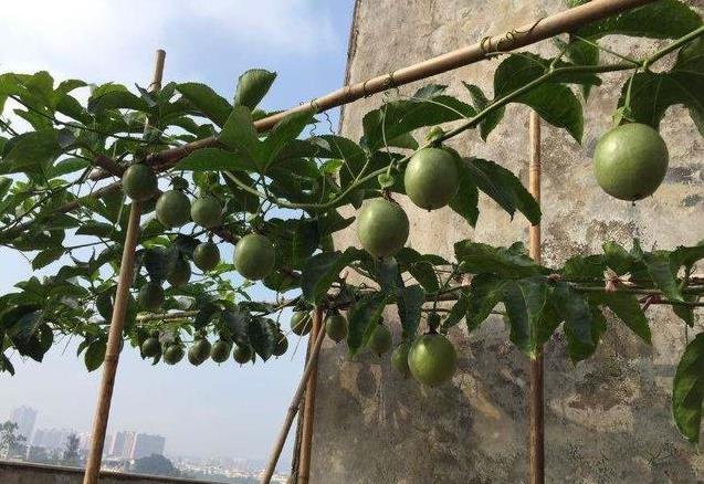 家裡種百香果「只開花不結果」教你一個小方法，十五天就掛果了