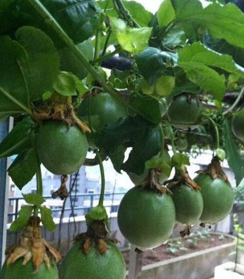 家裡種百香果「只開花不結果」教你一個小方法，十五天就掛果了