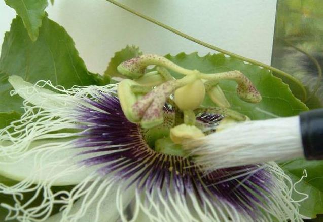 家裡種百香果「只開花不結果」教你一個小方法，十五天就掛果了
