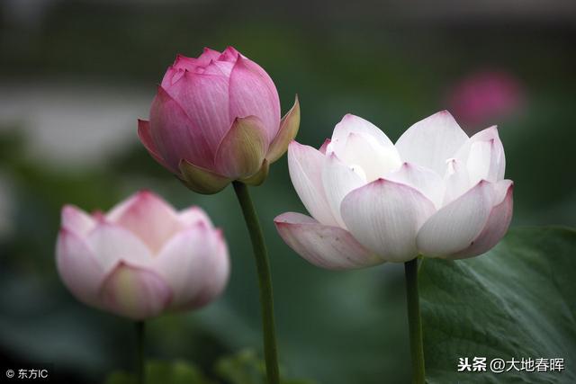 不計較，就輕鬆了，不生氣，你就贏了！（好文）