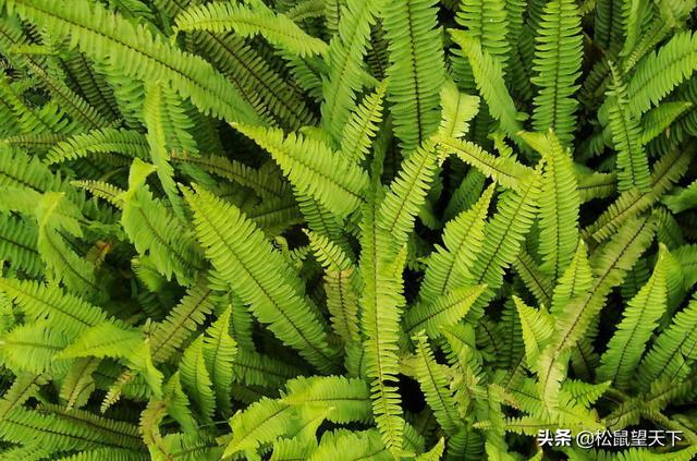 像草一樣去做人！你會很輕鬆（深刻）