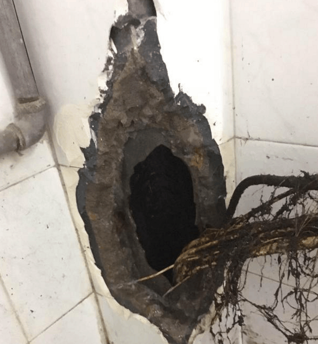 下水道總被堵！業主「砸開墻壁」驚現龐大異物　「嚇退修理工」風水大師揭秘：當初就不該買