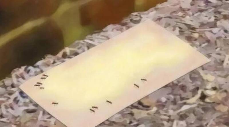 【超實用】趕走蟑螂的妙方「家中放一片葉子」一晚蟑螂就會全部消失