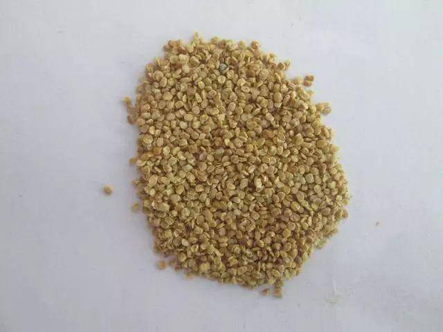 枸杞不用花錢買！自己種一盆「幾個月就爆盆」家裡吃不完