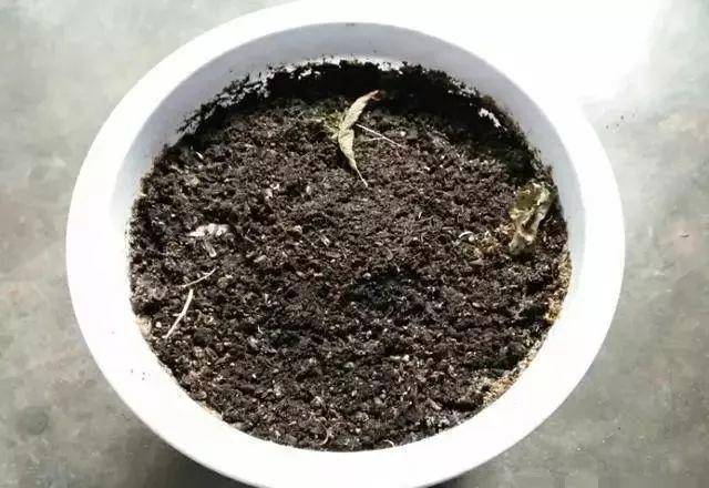 枸杞不用花錢買！自己種一盆「幾個月就爆盆」家裡吃不完
