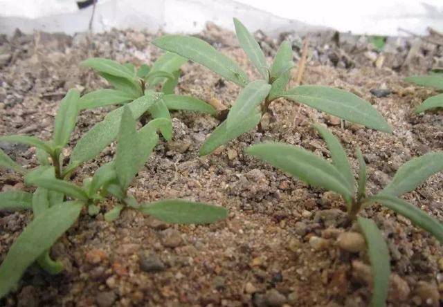 枸杞不用花錢買！自己種一盆「幾個月就爆盆」家裡吃不完