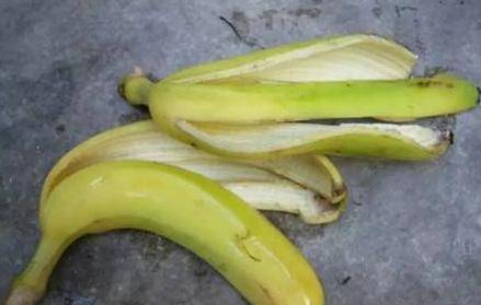 家裡的花養不好「別傻傻用肥料」一根香蕉全解決！花草長勢旺盛不長蟲
