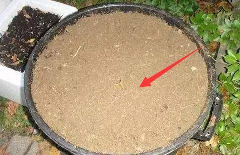 家裡的花養不好「別傻傻用肥料」一根香蕉全解決！花草長勢旺盛不長蟲
