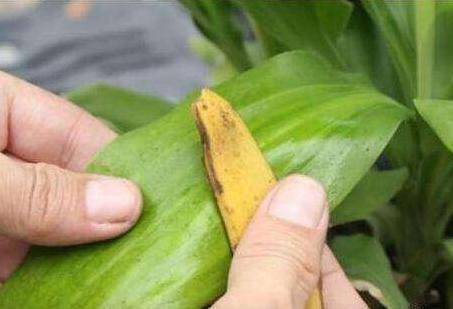 家裡的花養不好「別傻傻用肥料」一根香蕉全解決！花草長勢旺盛不長蟲