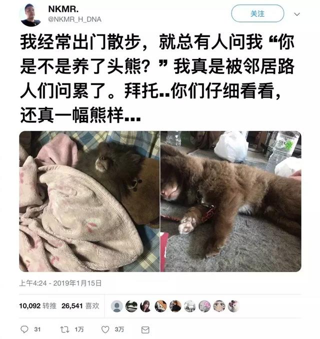養狗老是被檢舉！網友PO照好無奈：牠真的不是熊～