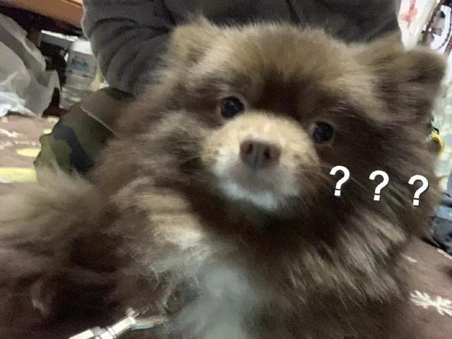 養狗老是被檢舉！網友PO照好無奈：牠真的不是熊～