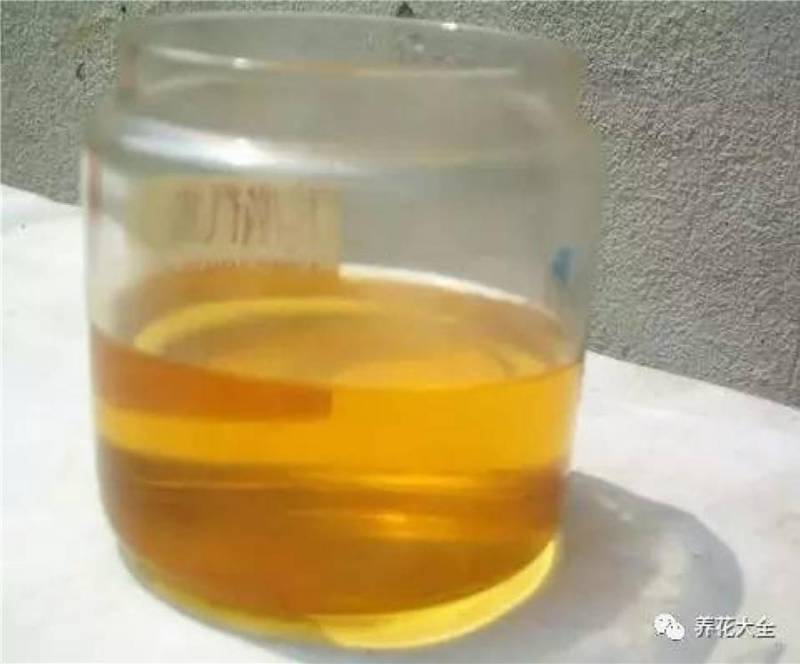 花盆裡面滴「1滴油，花1個月就爆盆，10 年不黃葉