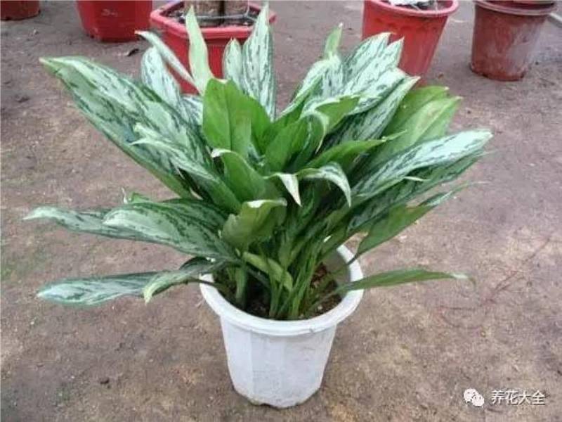 花盆裡面滴「1滴油，花1個月就爆盆，10 年不黃葉