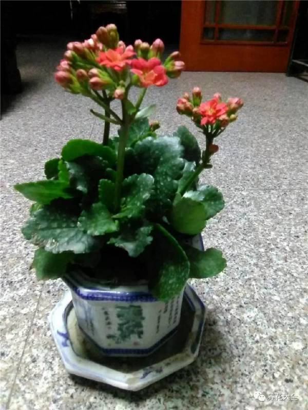 花盆裡面滴「1滴油，花1個月就爆盆，10 年不黃葉