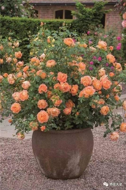 花盆裡面滴「1滴油，花1個月就爆盆，10 年不黃葉