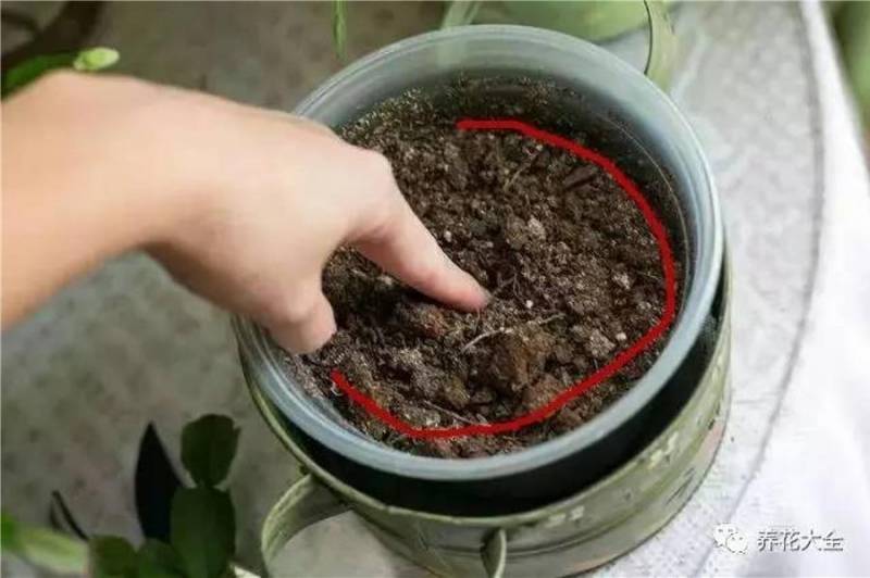 花盆裡面滴「1滴油，花1個月就爆盆，10 年不黃葉