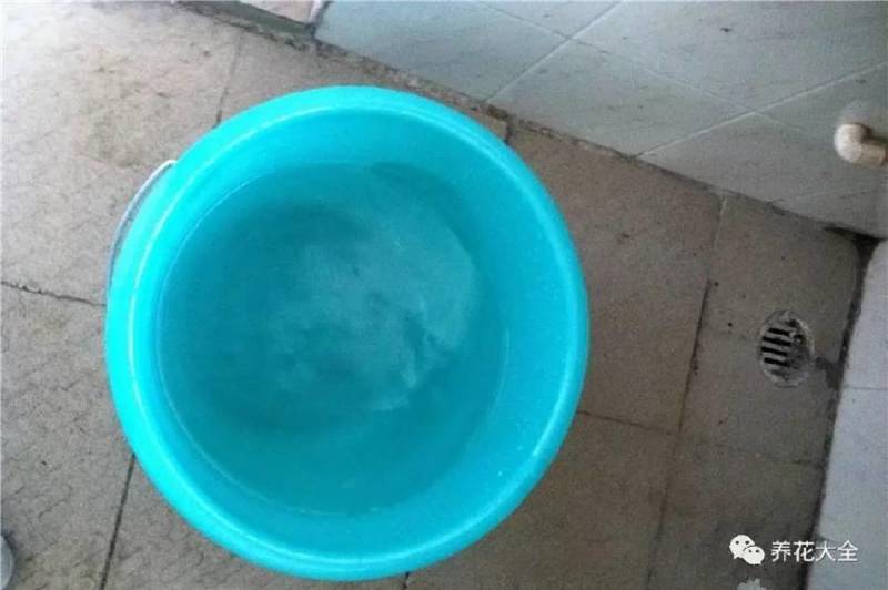 花盆裡面滴「1滴油，花1個月就爆盆，10 年不黃葉