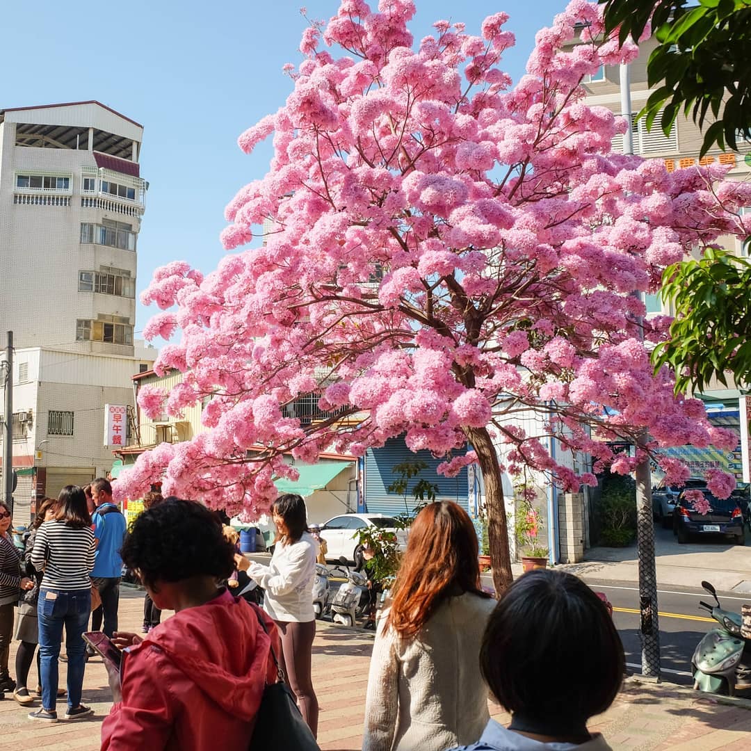 錯過再等3年！學校種10年風鈴木「爆發式盛開」　超夢幻「粉紅棉花糖」秒變打卡熱點：比日本櫻花還美❤