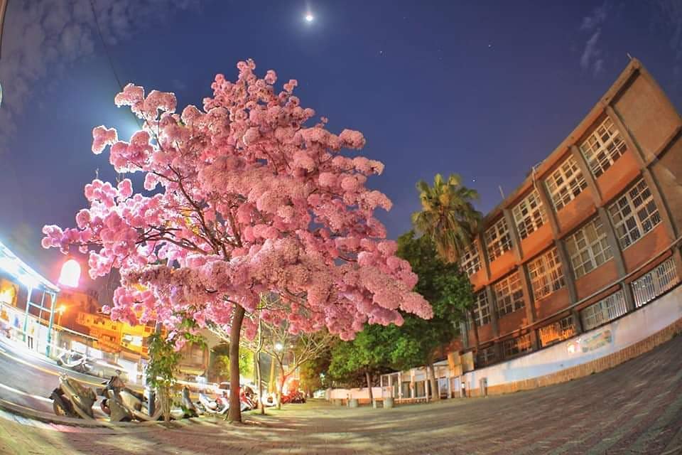 錯過再等3年！學校種10年風鈴木「爆發式盛開」　超夢幻「粉紅棉花糖」秒變打卡熱點：比日本櫻花還美❤