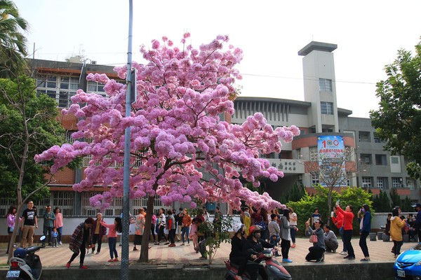 錯過再等3年！學校種10年風鈴木「爆發式盛開」　超夢幻「粉紅棉花糖」秒變打卡熱點：比日本櫻花還美❤