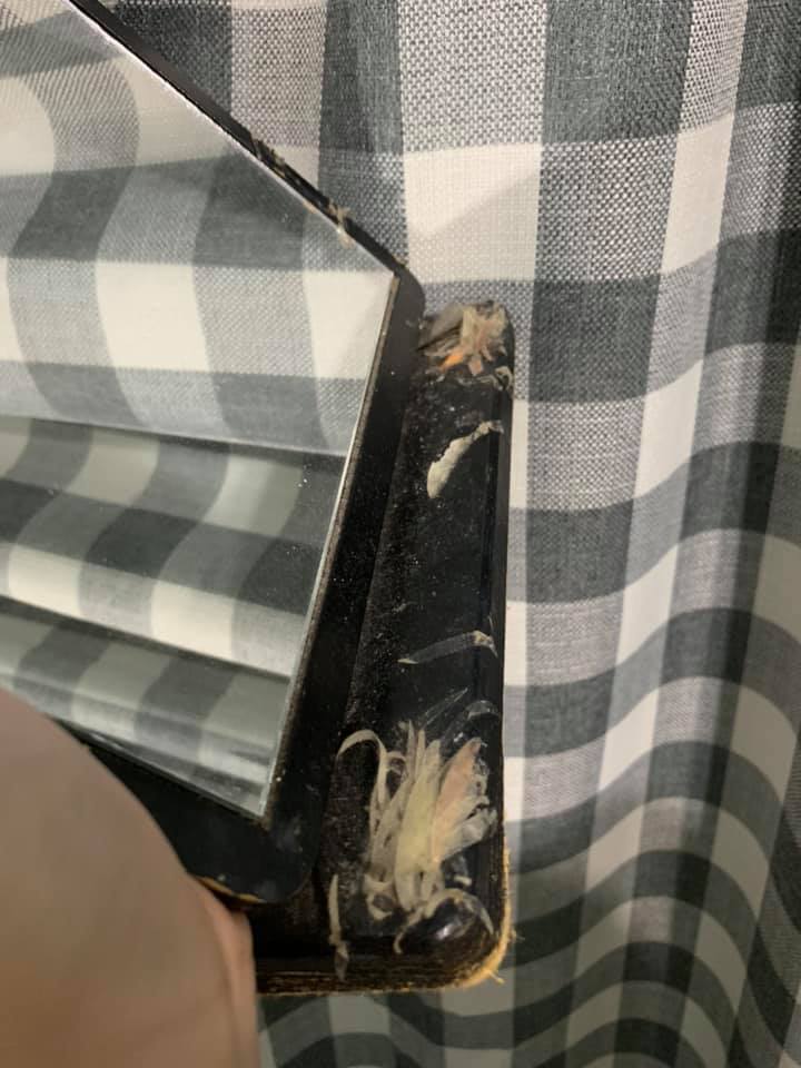 以為有喇牙！房間驚見「放射狀多腳肉蟲」嚇壞　靠近一看「異形真面目」網推爆：女生才懂的苦