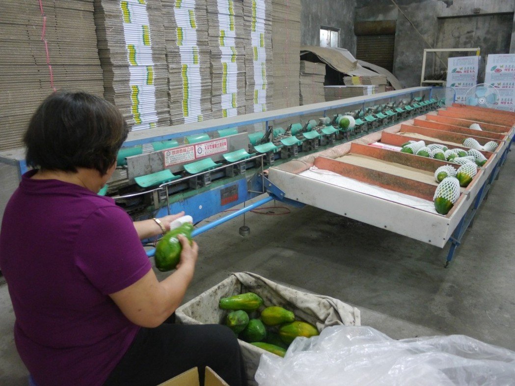 2個月全變了！旗山水果商變心「後悔投給韓國瑜」　他開嗆「市長頭殼進水嗎」自認根本被耍