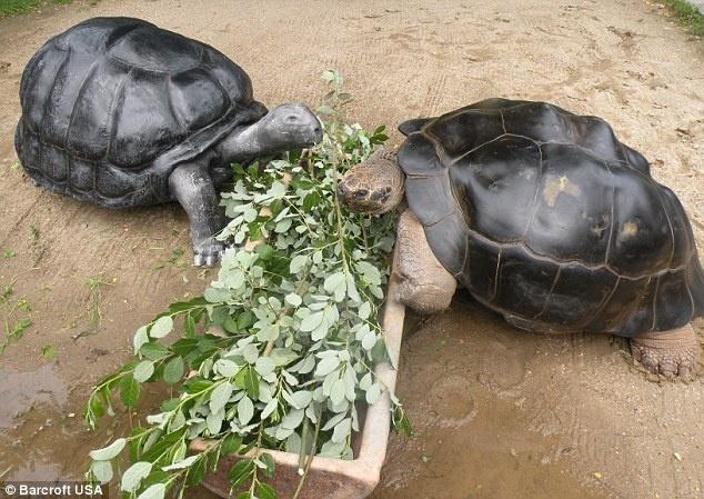巨龜夫婦恩愛108年鬧分手，丈夫被掃地出門！飼養員苦勸7年無果，網友爆淚：心都碎了！