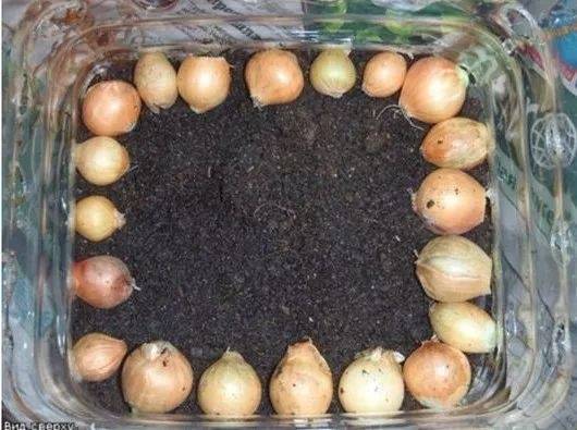 誰還買菜啊「空油桶剪一剪」秒變種菜神器，蔬菜多到吃不完