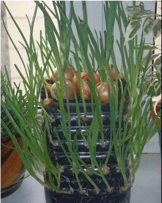 誰還買菜啊「空油桶剪一剪」秒變種菜神器，蔬菜多到吃不完