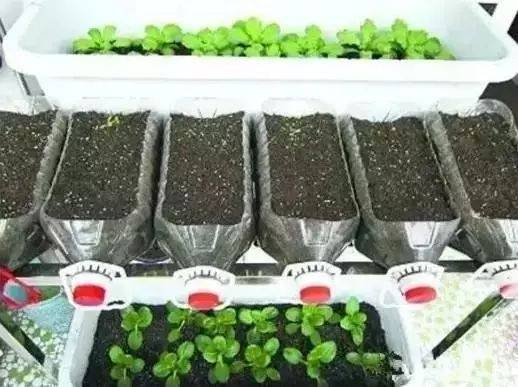 誰還買菜啊「空油桶剪一剪」秒變種菜神器，蔬菜多到吃不完