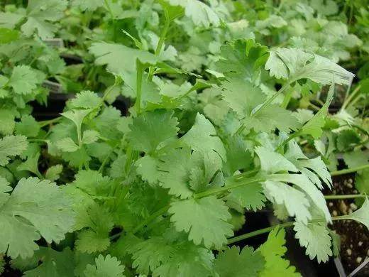 誰還買菜啊「空油桶剪一剪」秒變種菜神器，蔬菜多到吃不完