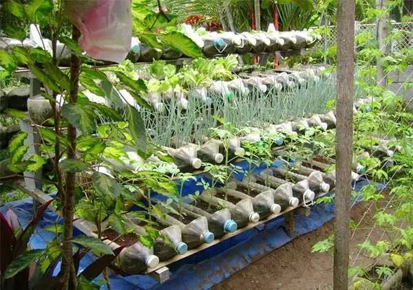 誰還買菜啊「空油桶剪一剪」秒變種菜神器，蔬菜多到吃不完
