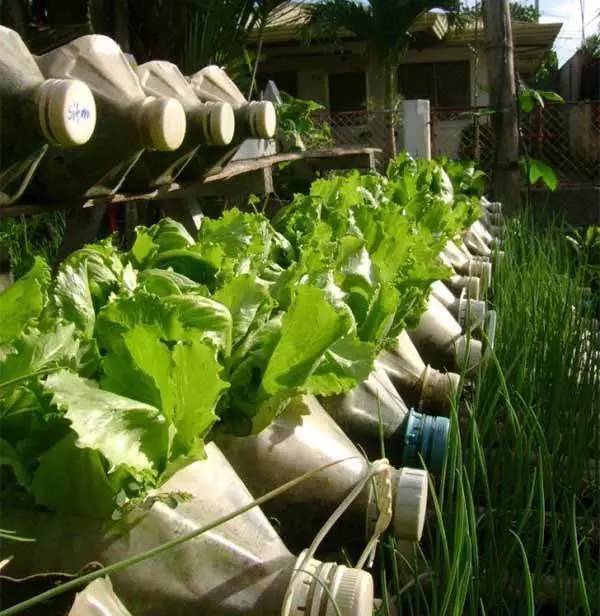 誰還買菜啊「空油桶剪一剪」秒變種菜神器，蔬菜多到吃不完