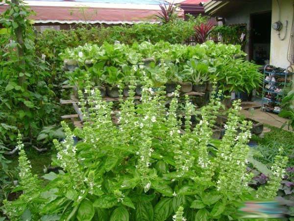 誰還買菜啊「空油桶剪一剪」秒變種菜神器，蔬菜多到吃不完
