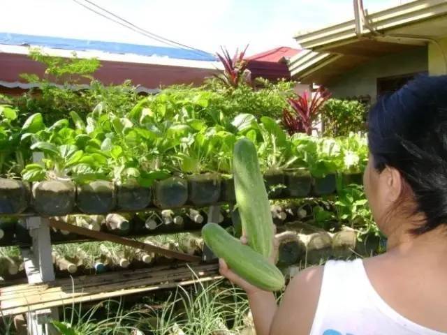 誰還買菜啊「空油桶剪一剪」秒變種菜神器，蔬菜多到吃不完