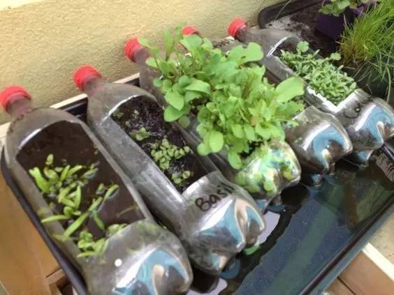 誰還買菜啊「空油桶剪一剪」秒變種菜神器，蔬菜多到吃不完