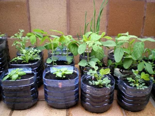 誰還買菜啊「空油桶剪一剪」秒變種菜神器，蔬菜多到吃不完
