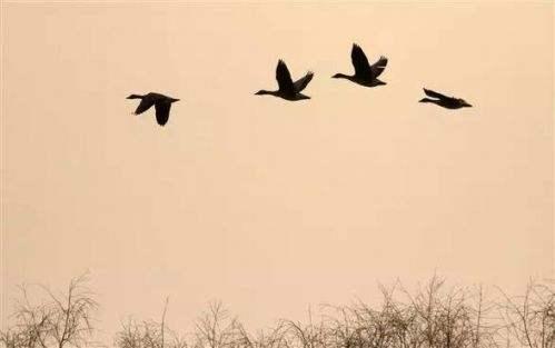 「有情不必終老,暗香浮動恰好」席慕蓉「經典名言20句」有沒有一句是你的記憶?