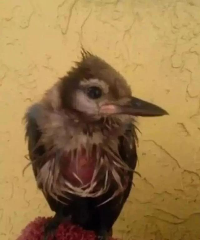 但行好事，莫問前程！3年前她救了一隻鳥  重病後竟換她「被這隻鳥救活了」